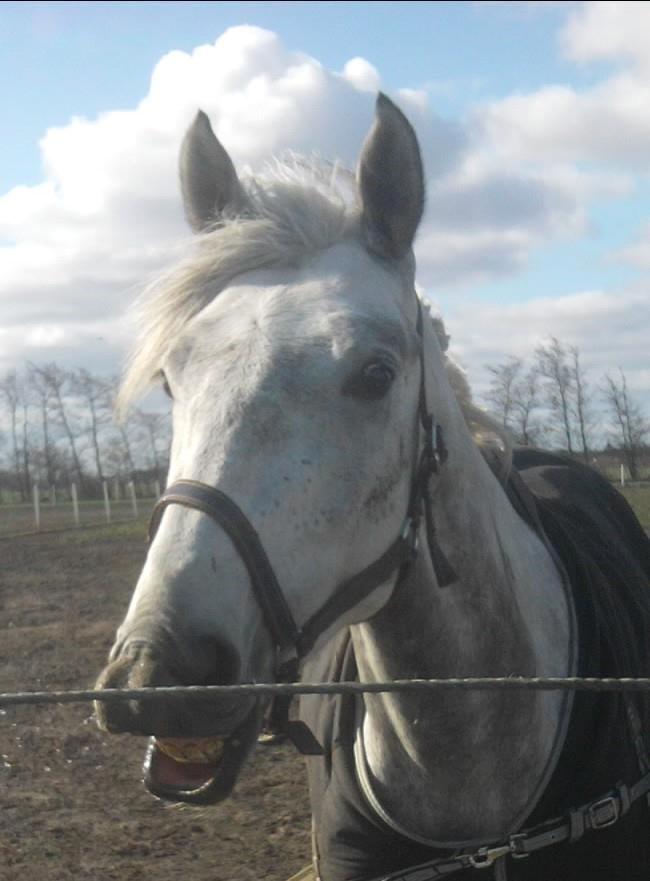 Dansk Varmblod Åkærmindes Caminö billede 6