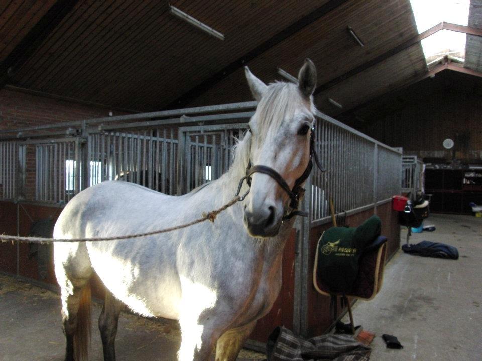 Dansk Varmblod Åkærmindes Caminö billede 7