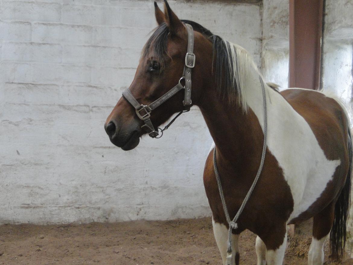 Hollandsk Sportspony Elmelunds Dalton billede 17