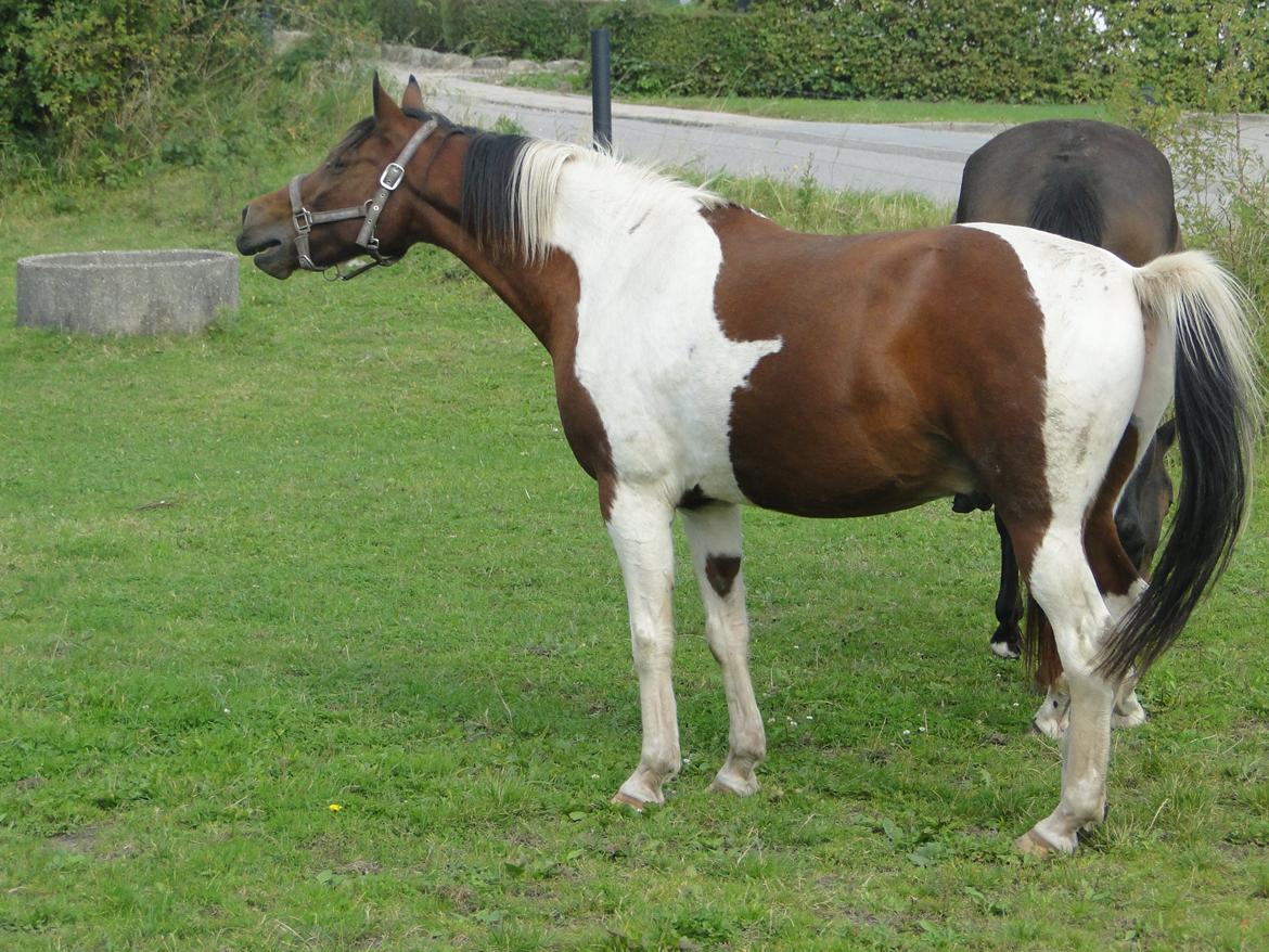 Hollandsk Sportspony Elmelunds Dalton billede 16