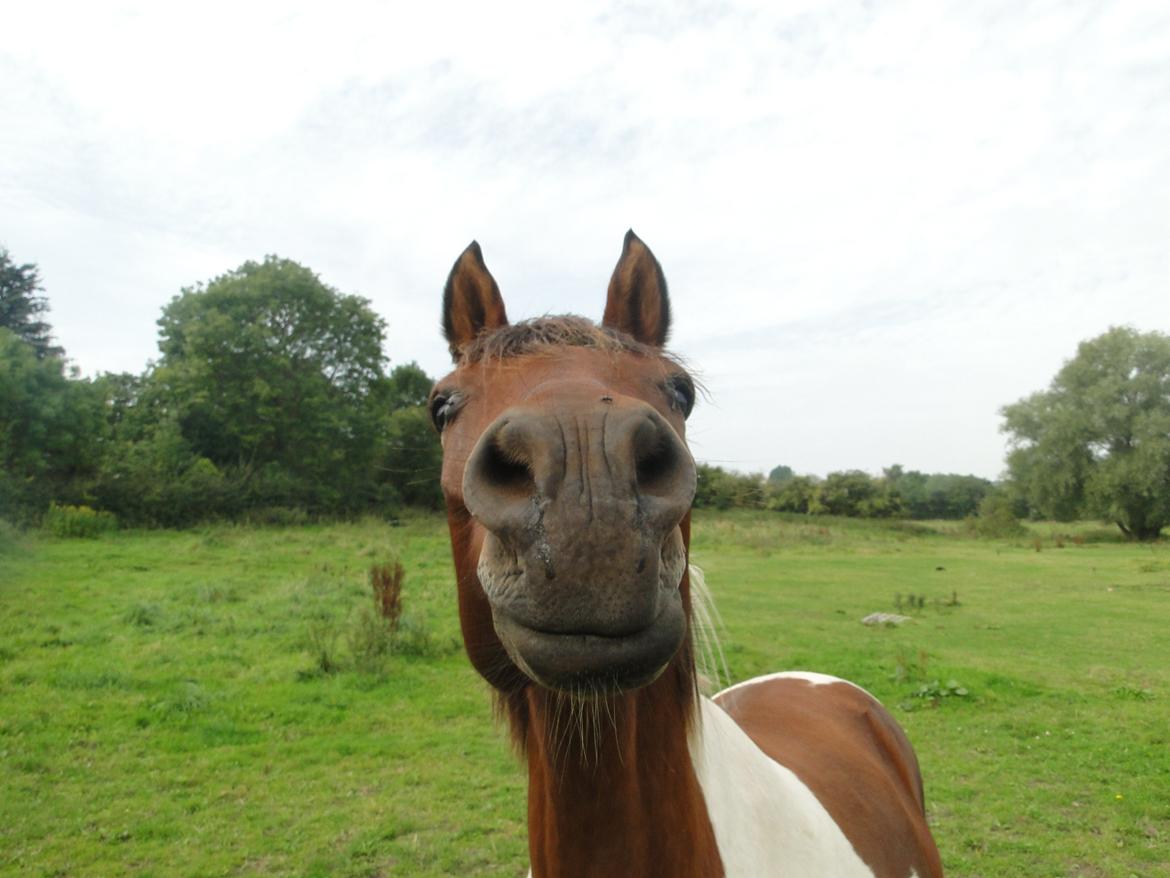 Hollandsk Sportspony Elmelunds Dalton billede 4