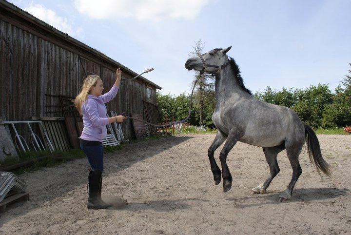 Anden særlig race Grønvangs Fleur de Lis - Jeg får Fleur til at stejle på kommando :D billede 3