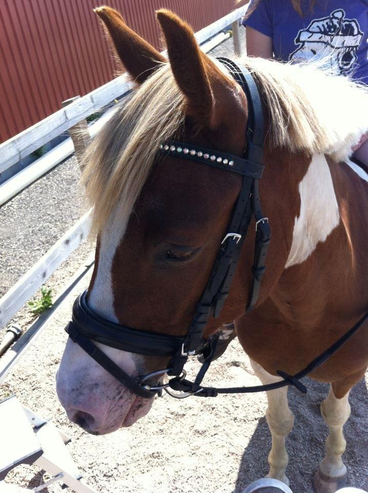 Pinto Royal Rocky<3 - Søde pony :-) billede 20