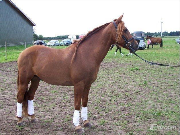 Anden særlig race Lundgaards Chivas Regal billede 3