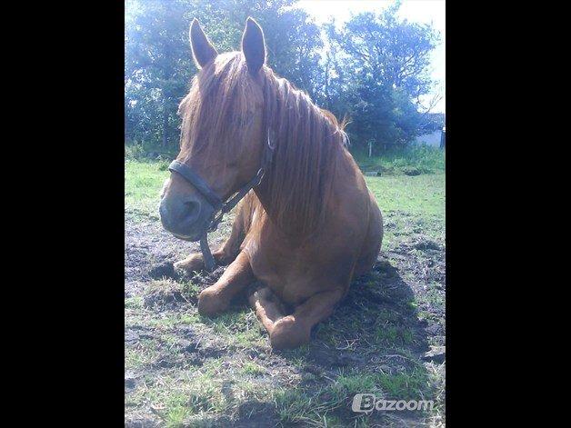 Anden særlig race Lundgaards Chivas Regal billede 4