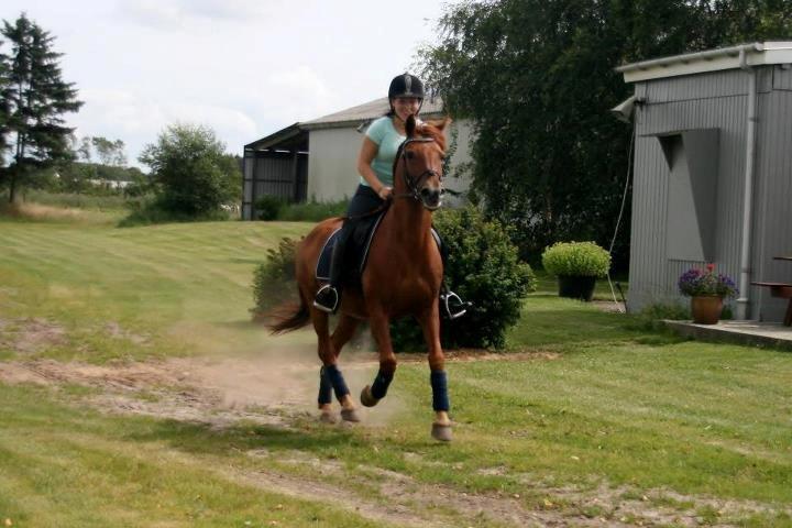 Anden særlig race Lundgaards Chivas Regal billede 8