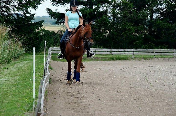 Anden særlig race Lundgaards Chivas Regal billede 15