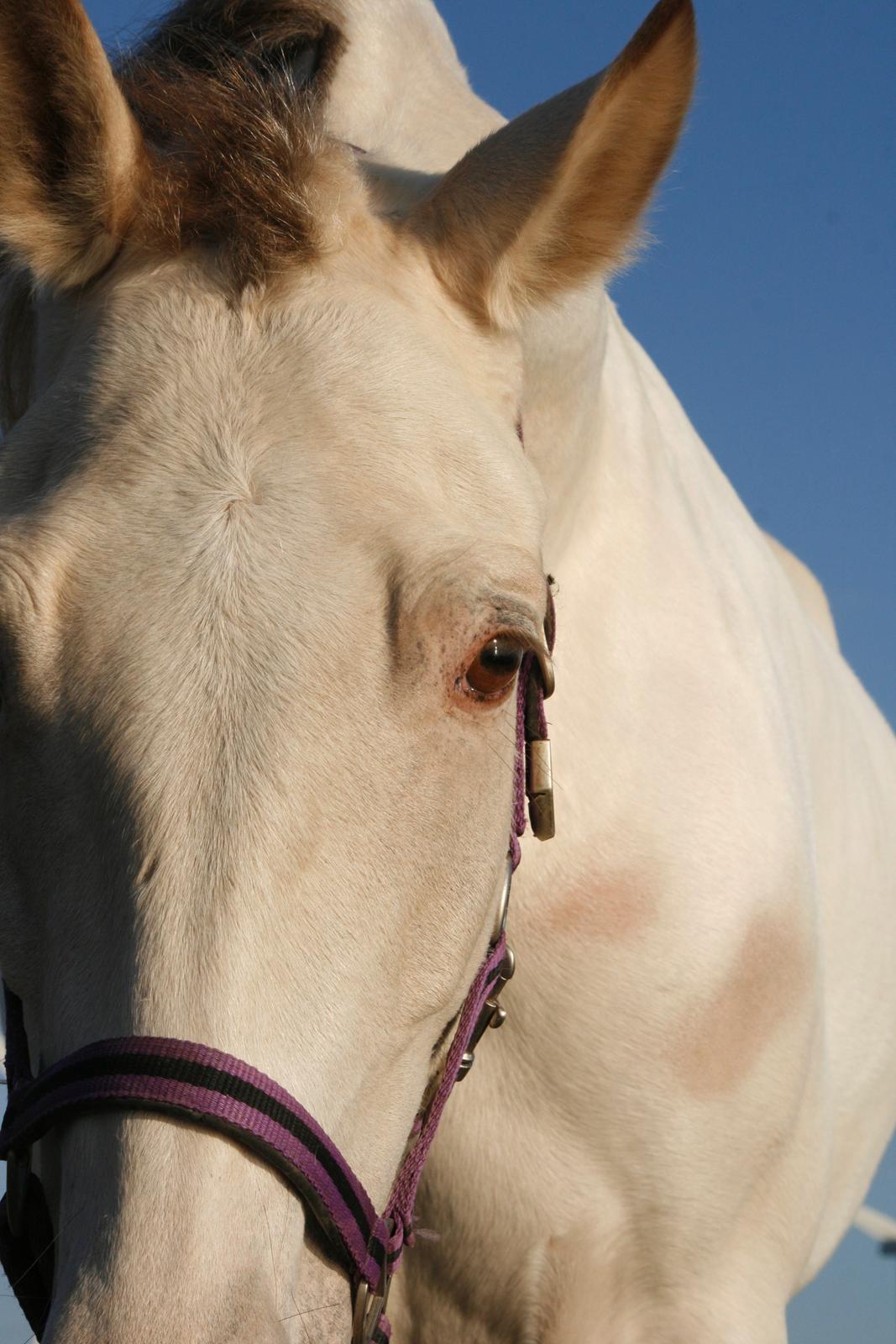 Tennessee Walker Pearl of Justice billede 3