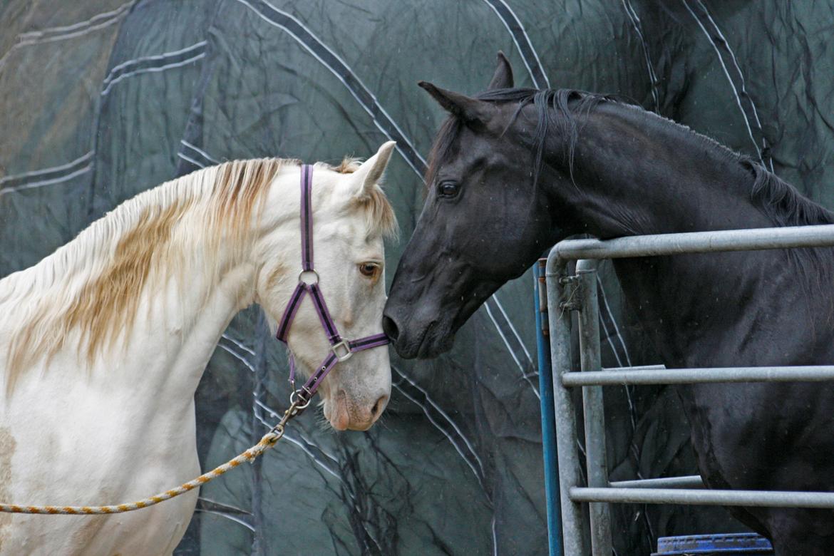 Tennessee Walker Pearl of Justice billede 2