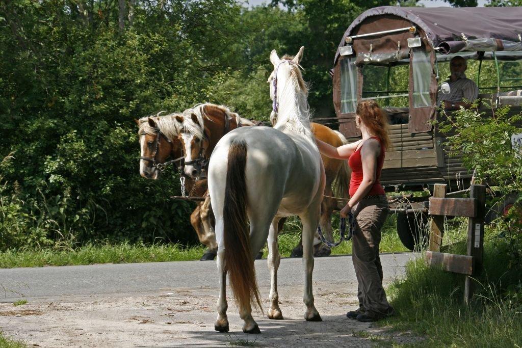 Tennessee Walker Pearl of Justice billede 4