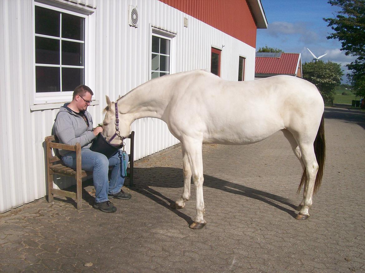 Tennessee Walker Pearl of Justice billede 5