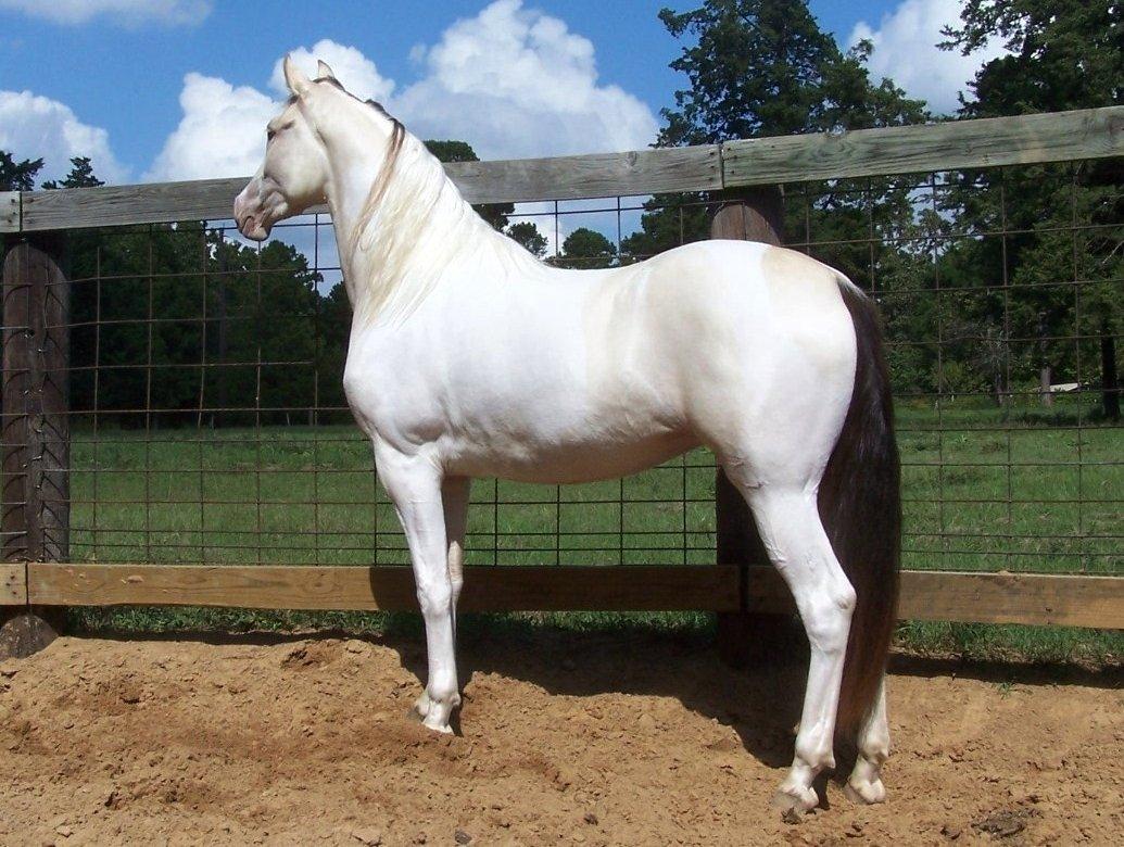 Tennessee Walker Pearl of Justice billede 6