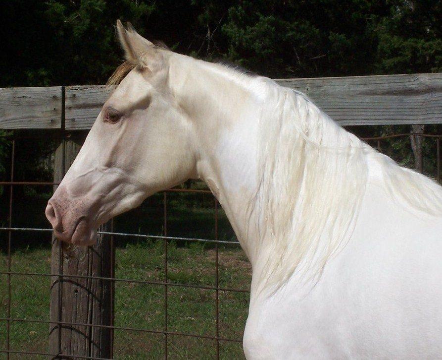 Tennessee Walker Pearl of Justice billede 7