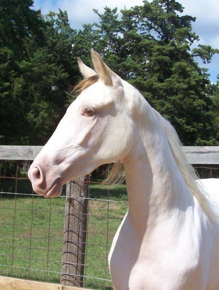 Tennessee Walker Pearl of Justice billede 15