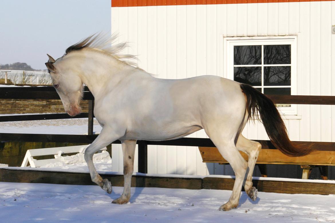 Tennessee Walker Pearl of Justice billede 13