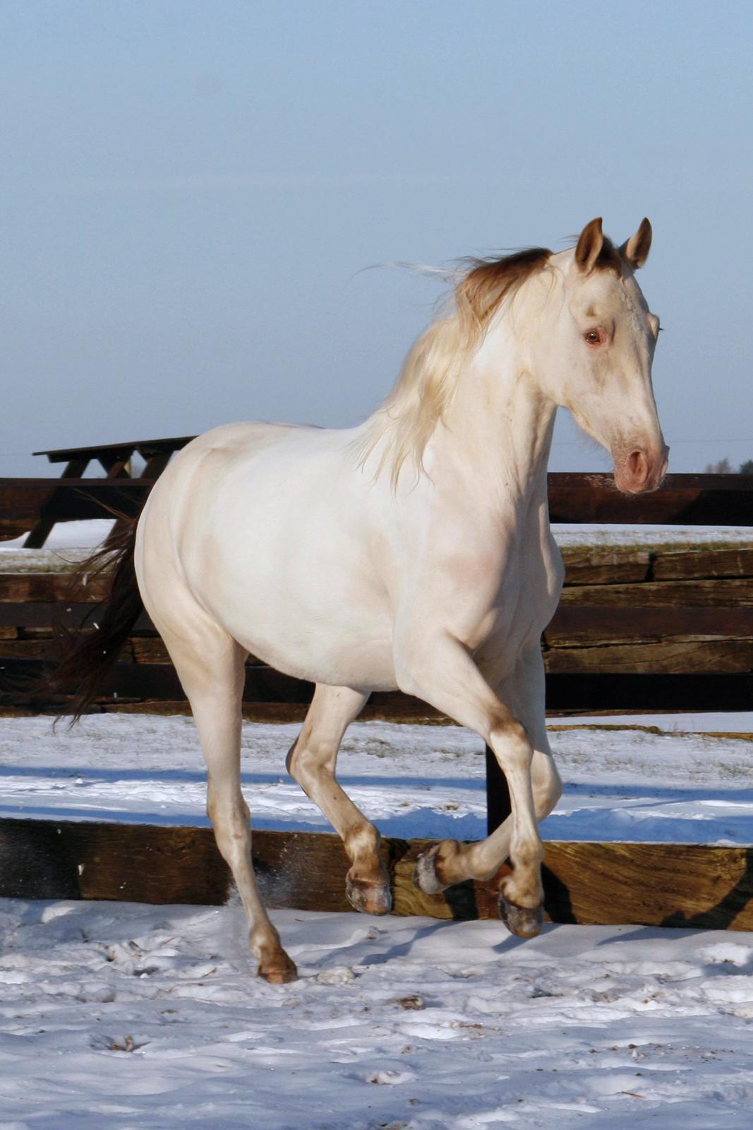 Tennessee Walker Pearl of Justice billede 8