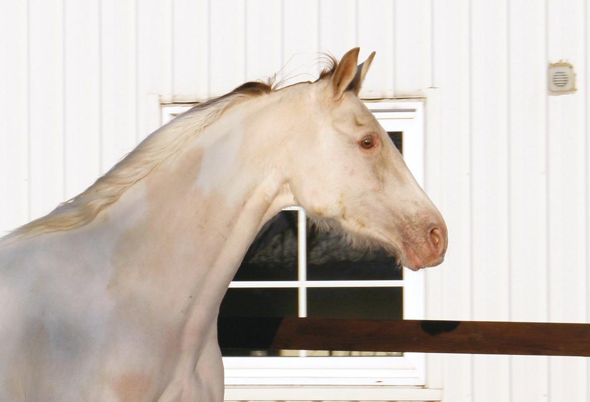 Tennessee Walker Pearl of Justice billede 9