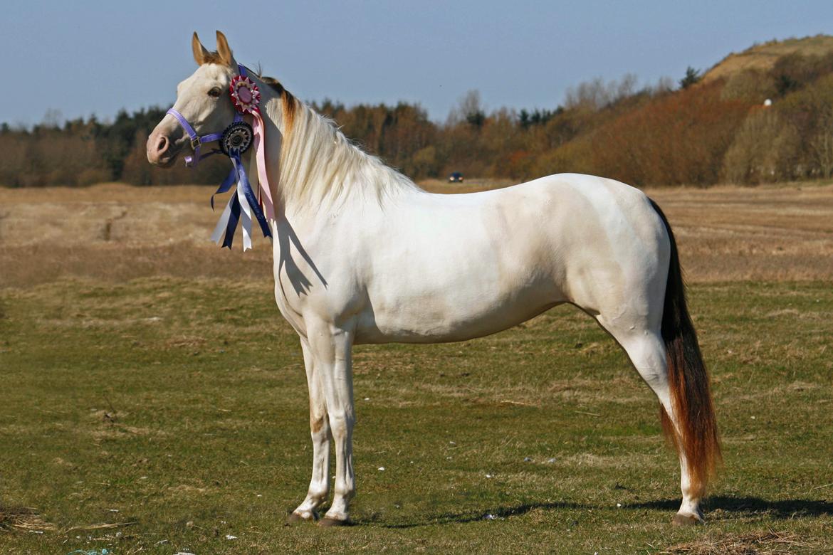 Tennessee Walker Pearl of Justice billede 10