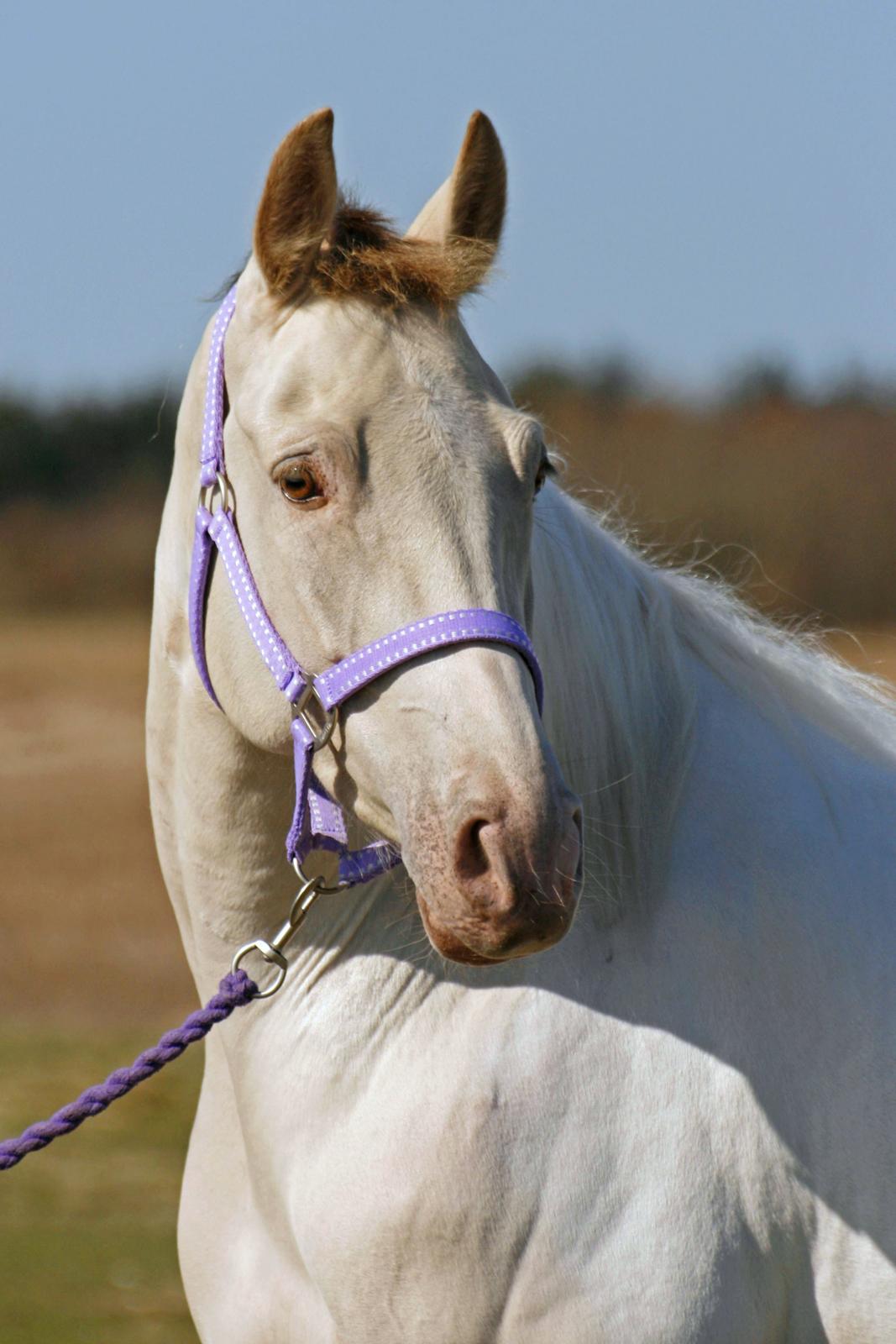 Tennessee Walker Pearl of Justice billede 11