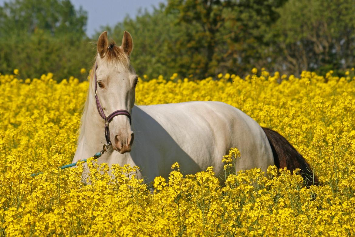 Tennessee Walker Pearl of Justice billede 12