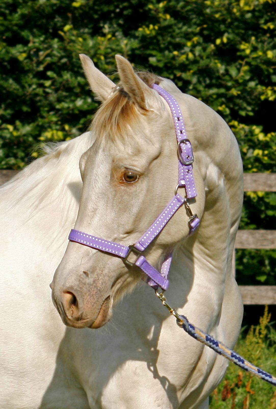 Tennessee Walker Pearl of Justice billede 1