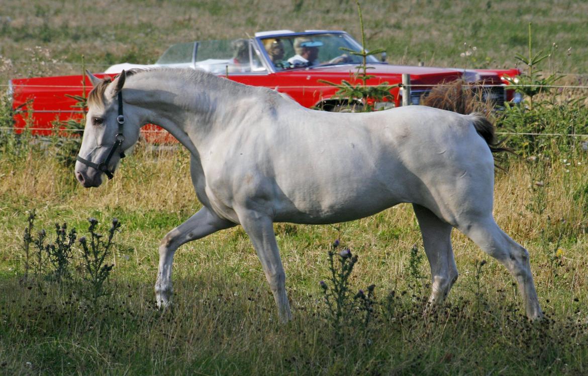 Tennessee Walker Pearl of Justice billede 14