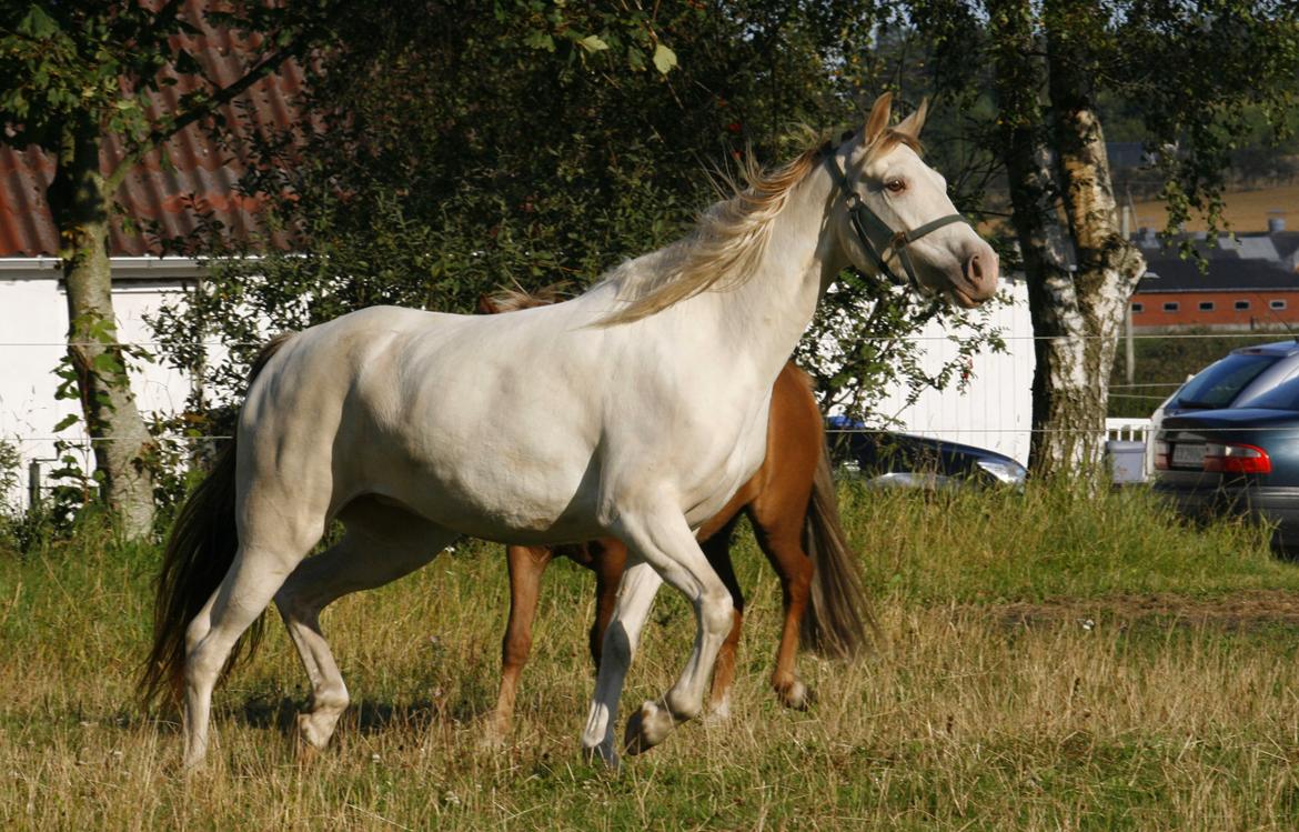 Tennessee Walker Pearl of Justice billede 16