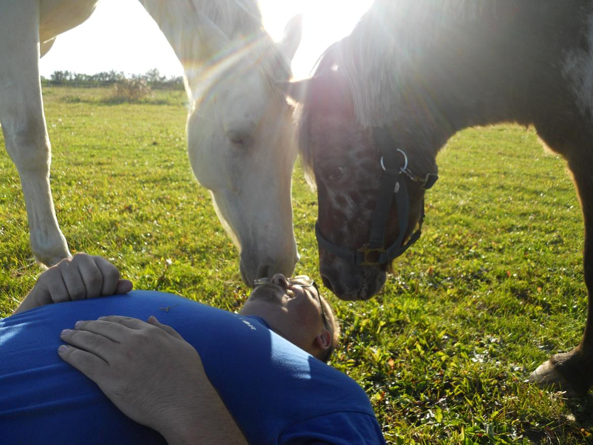 Tennessee Walker Pearl of Justice billede 17