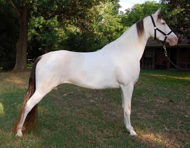 Tennessee Walker Pearl of Justice billede 18