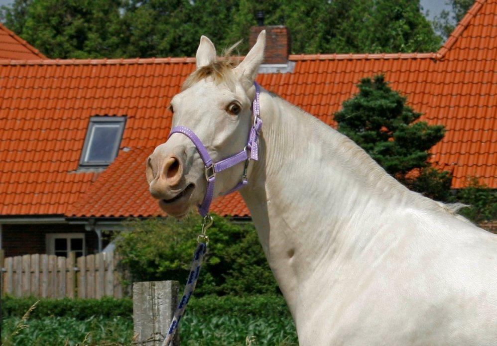 Tennessee Walker Pearl of Justice billede 19