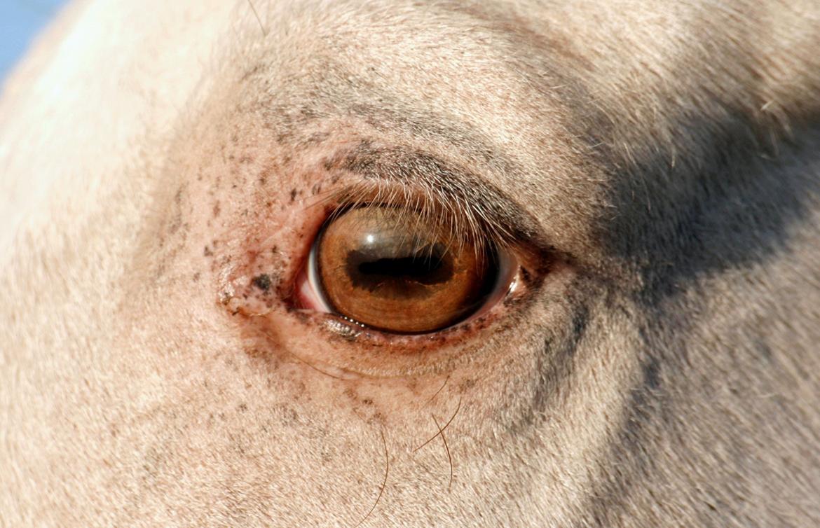 Tennessee Walker Pearl of Justice billede 20