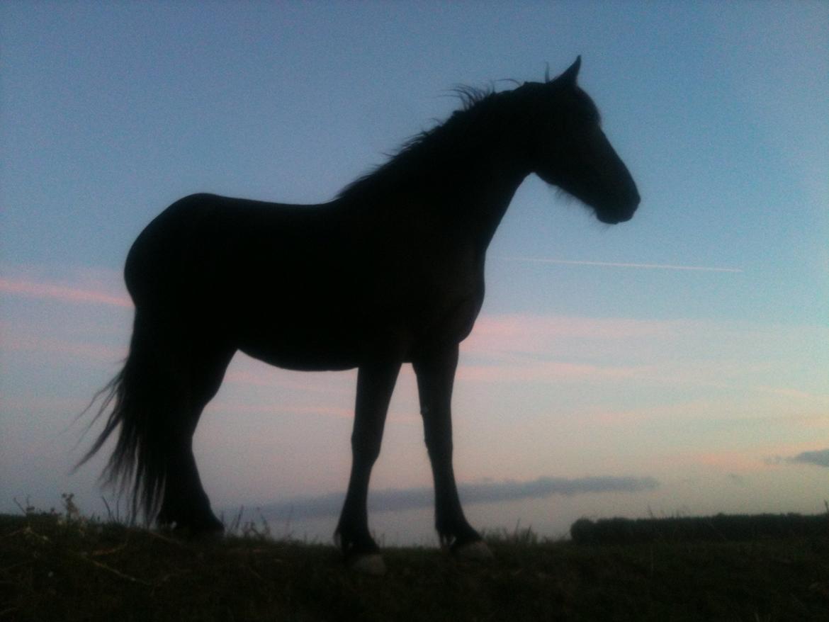 Anden særlig race Blacki - Mors Stjerne <3 billede 9