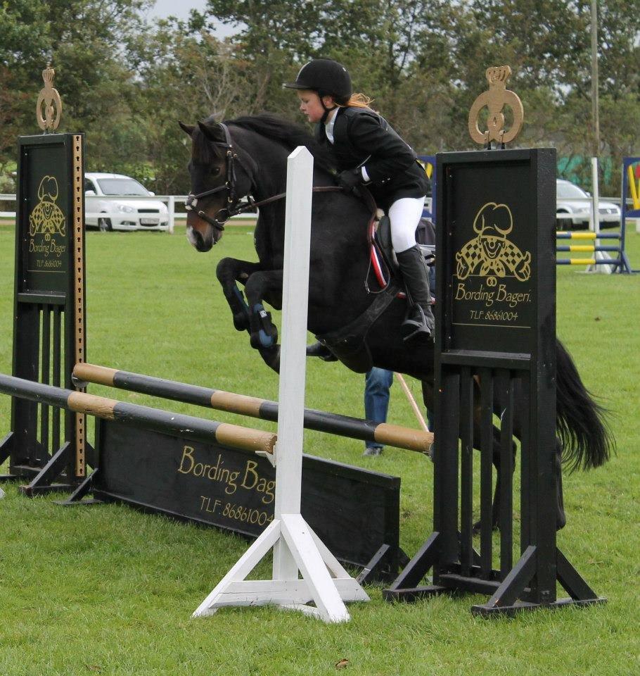 Anden særlig race Calypso - Velkommen til Calypso's profil :D Træningsstævne i BORK. 70 cm.(LC) billede 1