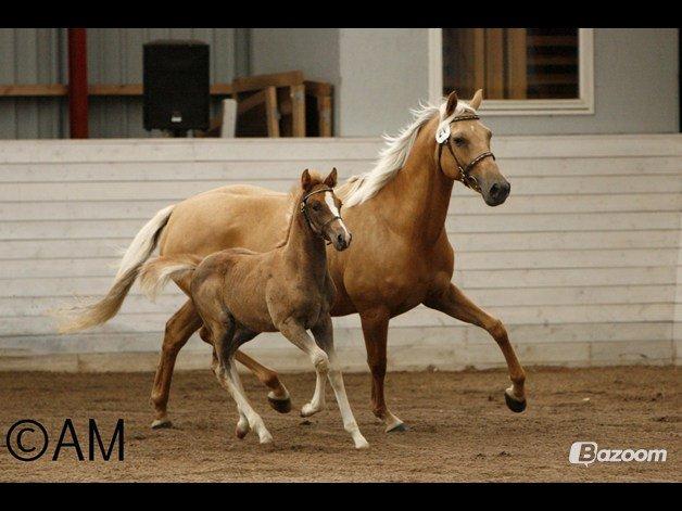 Palomino Tania Bambini billede 4