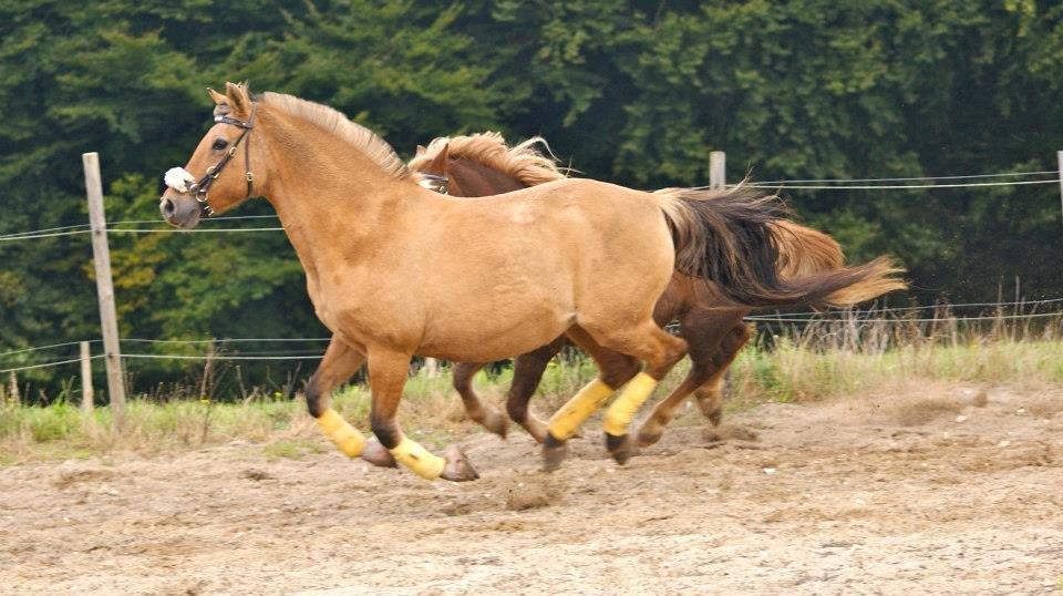 Anden særlig race Penny [Min eneste ene] - Du er perfekt!  billede 18