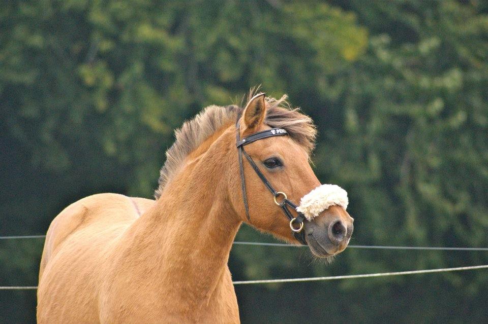 Anden særlig race Penny [Min eneste ene] - Min smukke prinsesse!<3  billede 3