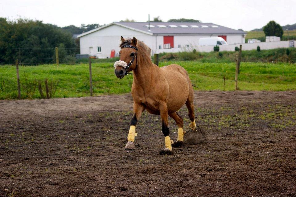 Anden særlig race Penny [Min eneste ene] - Løs på banen!  billede 19