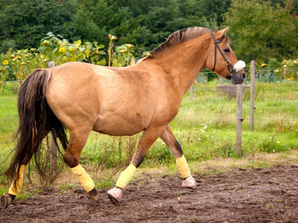 Anden særlig race Penny [Min eneste ene] - Første gang på ridebanen..  billede 20