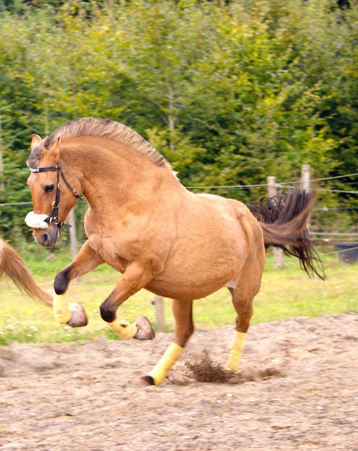 Anden særlig race Penny [Min eneste ene] - Jiiiihaaa!  billede 1