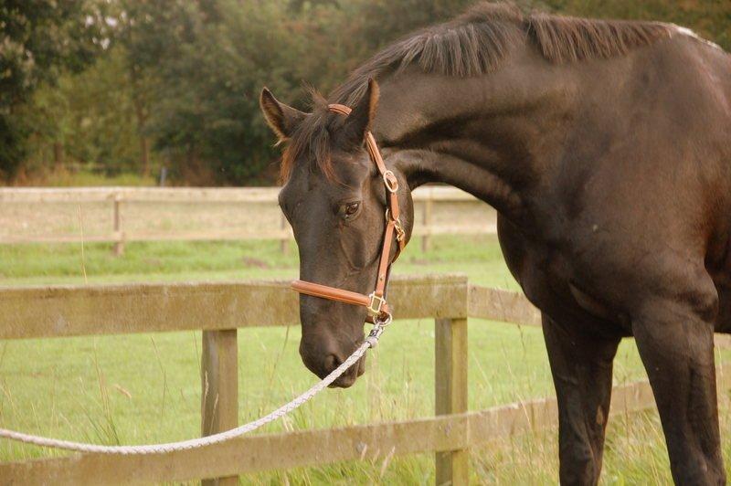 Oldenborg Black Jack *Solgt* billede 4