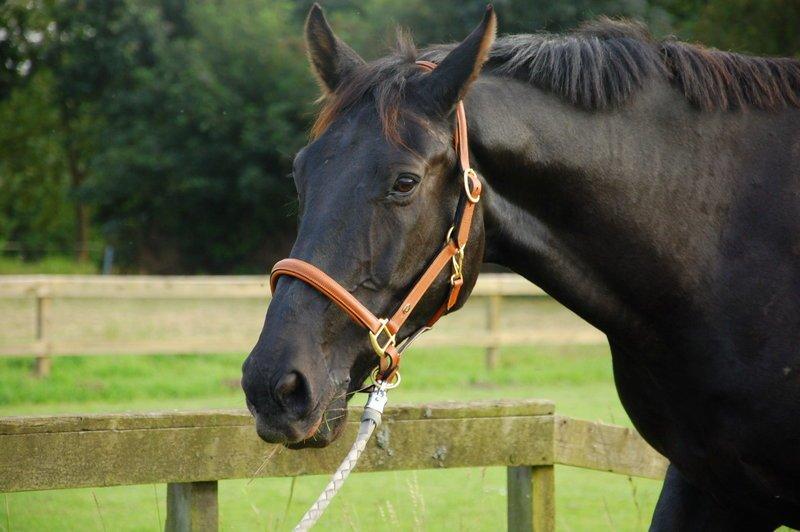 Oldenborg Black Jack *Solgt* billede 5