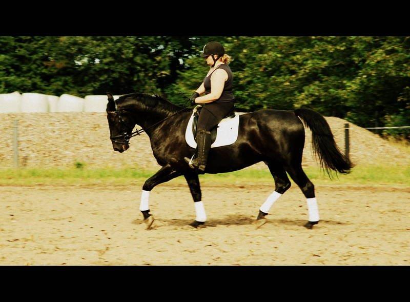 Oldenborg Black Jack *Solgt* billede 11