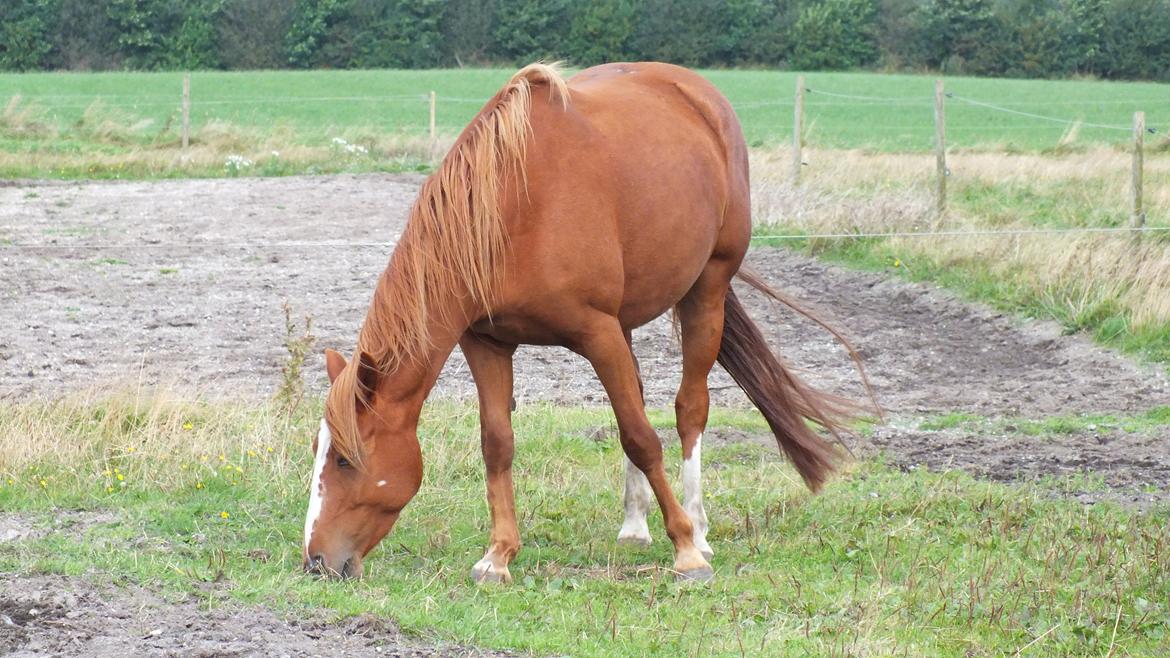 Anden særlig race First Trust (Tidl. hest) SOLGT - Trusti 4 år (sep.2012) billede 17