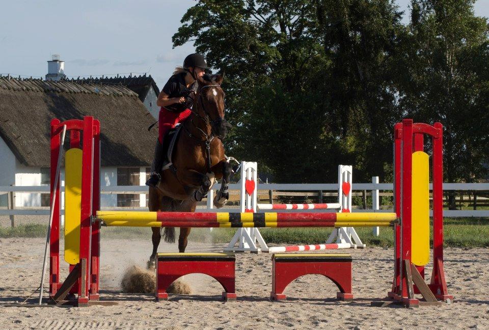 Anden særlig race Huntelaar billede 18