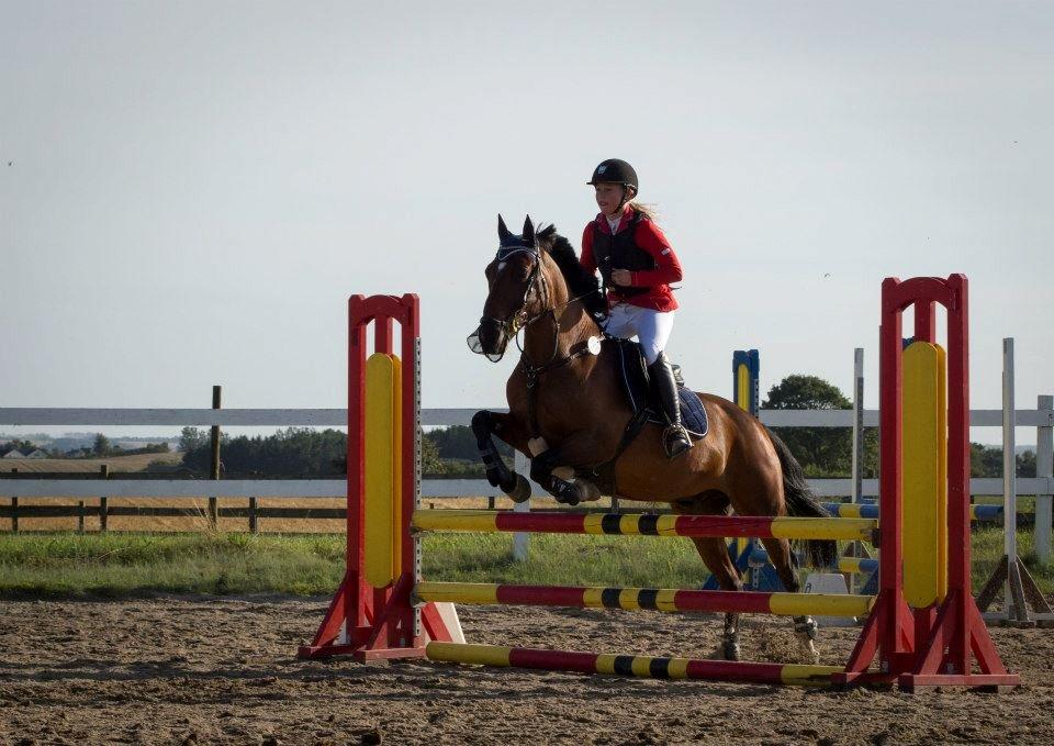 Anden særlig race Huntelaar billede 19