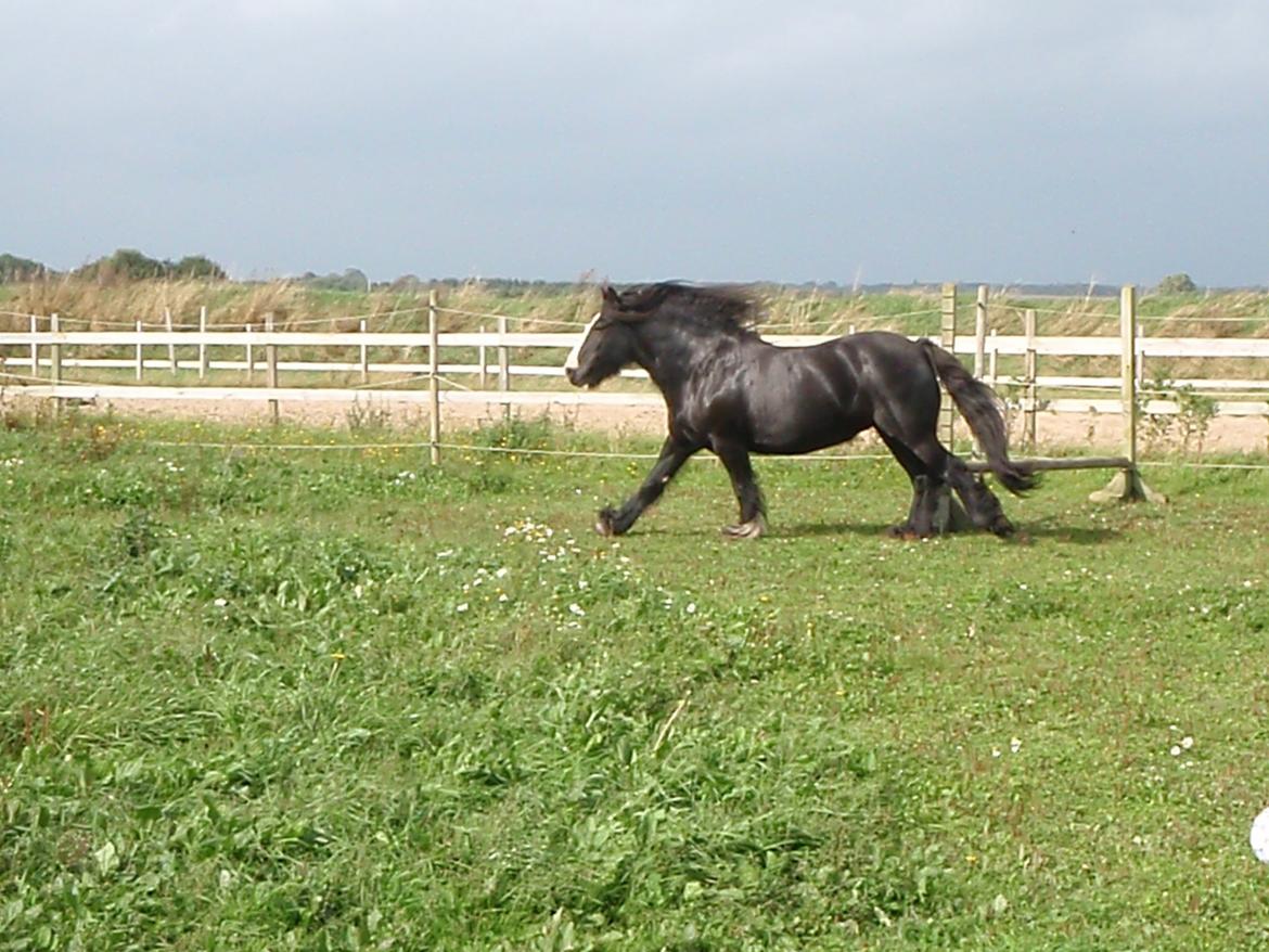 Irish Cob Himmelhest  Zafir billede 6
