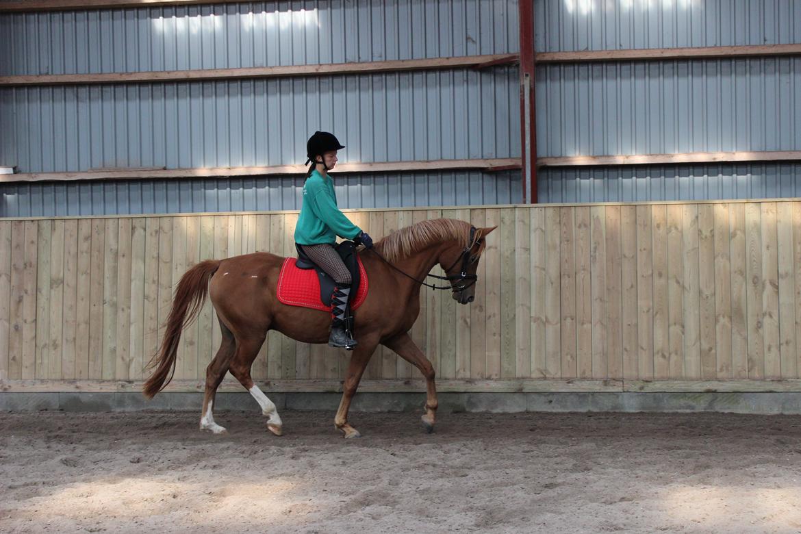 DSP IA Twilight Flame - I den nye sadle :) dressur træning 16/09-12 billede 5