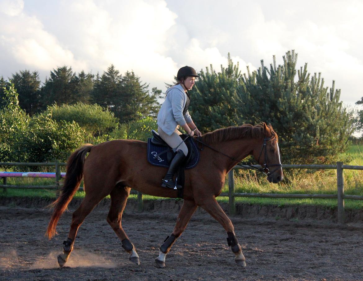 Dansk Varmblod Capri Tågerup billede 11