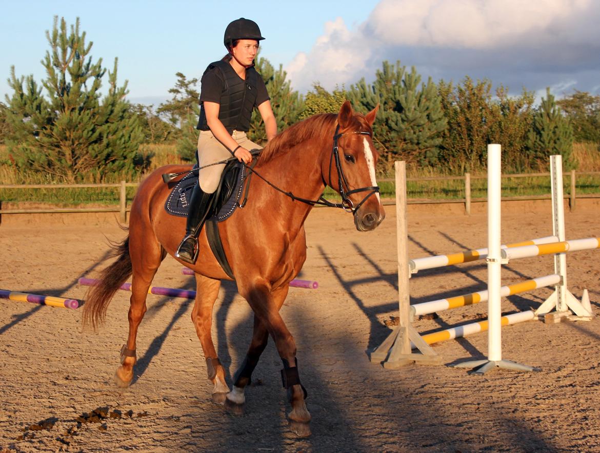 Dansk Varmblod Capri Tågerup billede 12