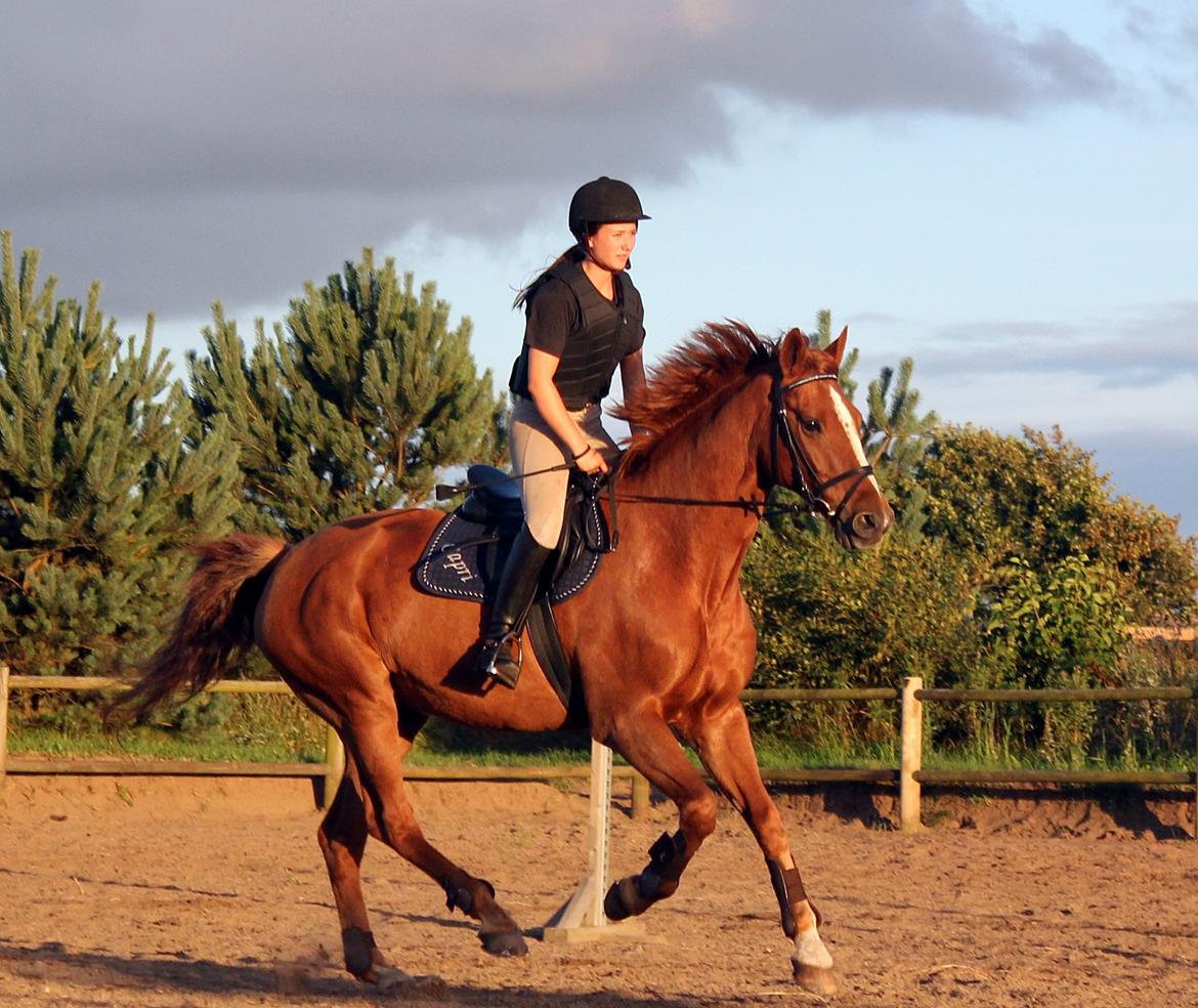 Dansk Varmblod Capri Tågerup billede 13